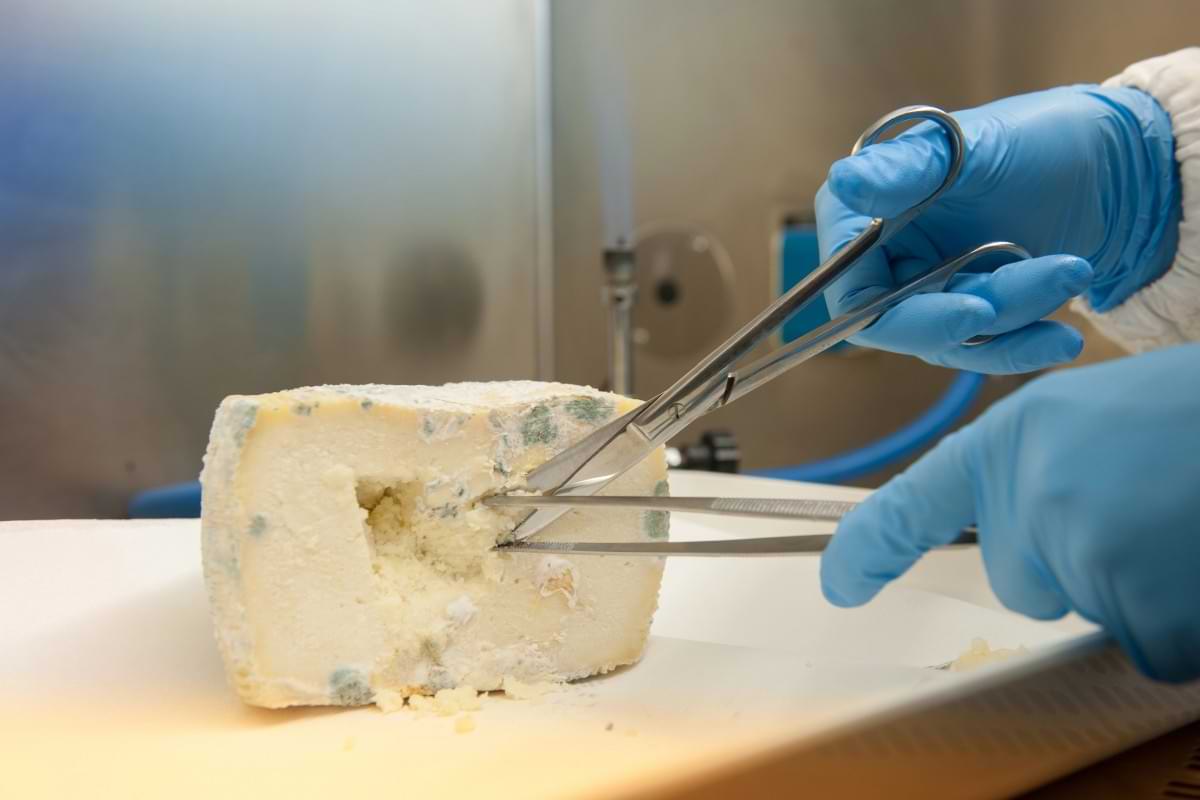 Bird flu virus found surviving in certain cheeses.jpg