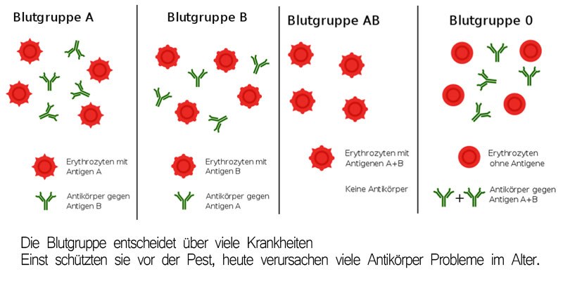 blutgruppe-coronavirus-antikoerper.jpg