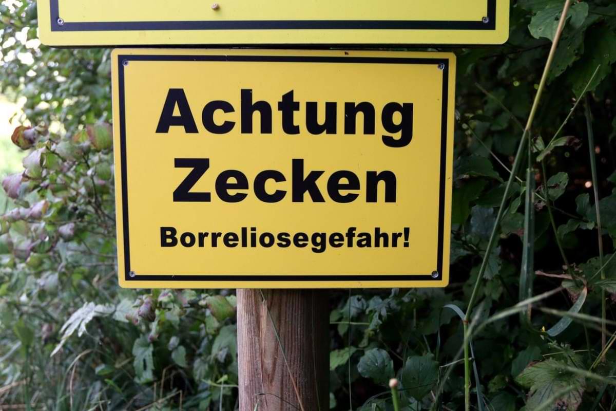 Borreliose durch Zeckenstich Symptome und Behandlung.jpeg