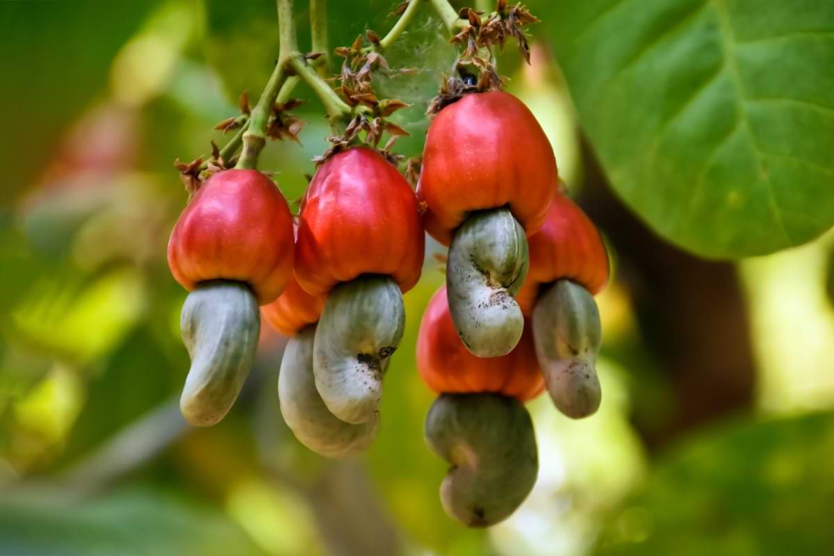 Cashew plant leftovers are very good at inhibiting fat cell growth.jpg