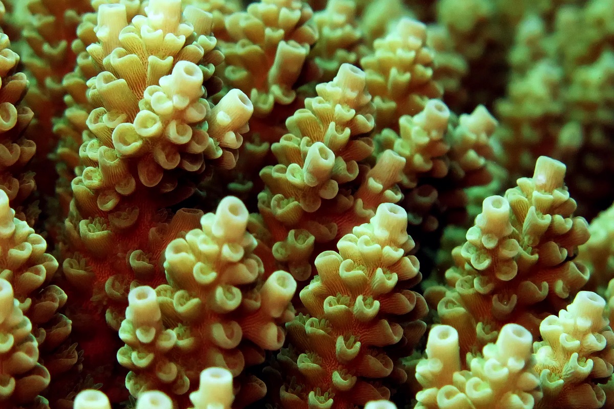 Chlamydia cousin in Great Barrier Reef coral offers hope for bleaching.jpg