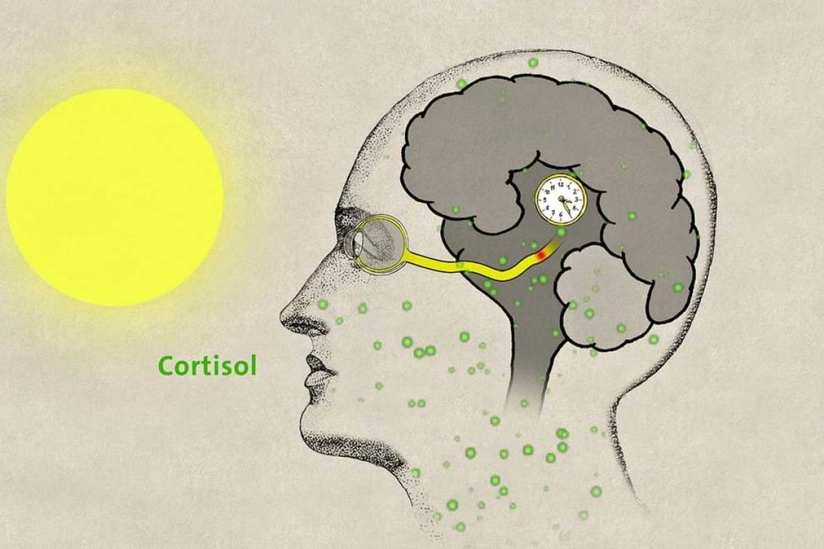 Chronobiologie So tickt unsere innere Uhr.jpeg