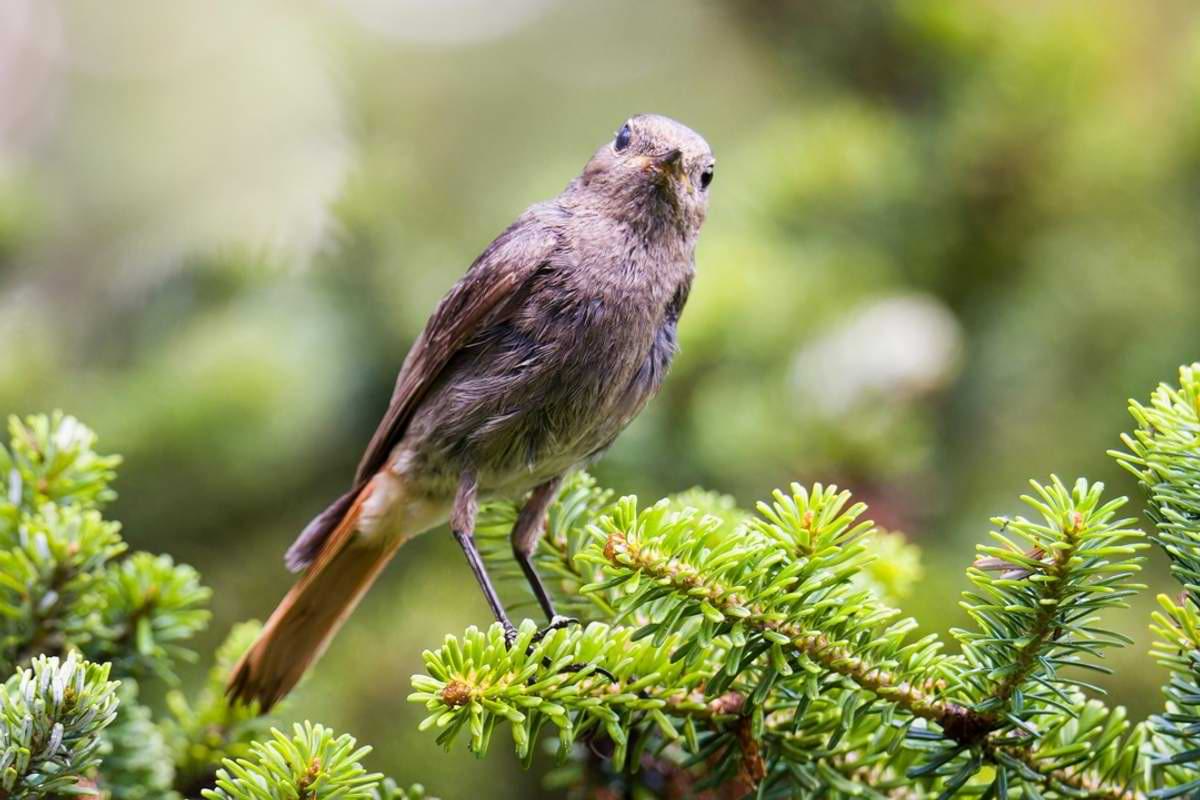 Des Hausrotschwanz ist der Vogel des Jahres 2025 Doch was hat er davon eine Art des Jahres zu s.jpeg