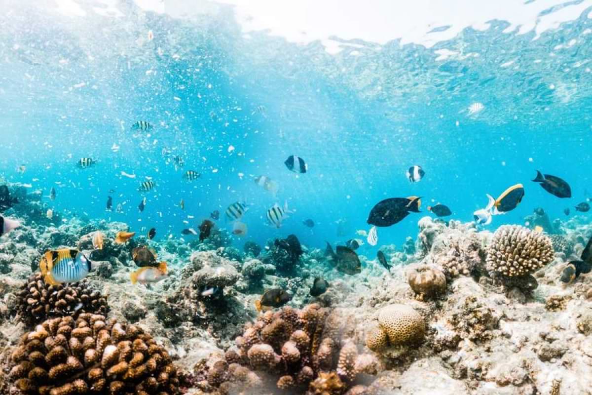 Die berühmten Korallenriffe in tropischen Gewässern wird es nach Ansicht von Klimaforschenden w.jpeg