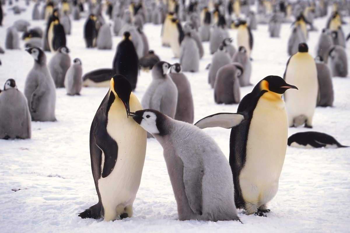 Die Kaiserpinguine sind vom Aussterben bedroht.jpeg