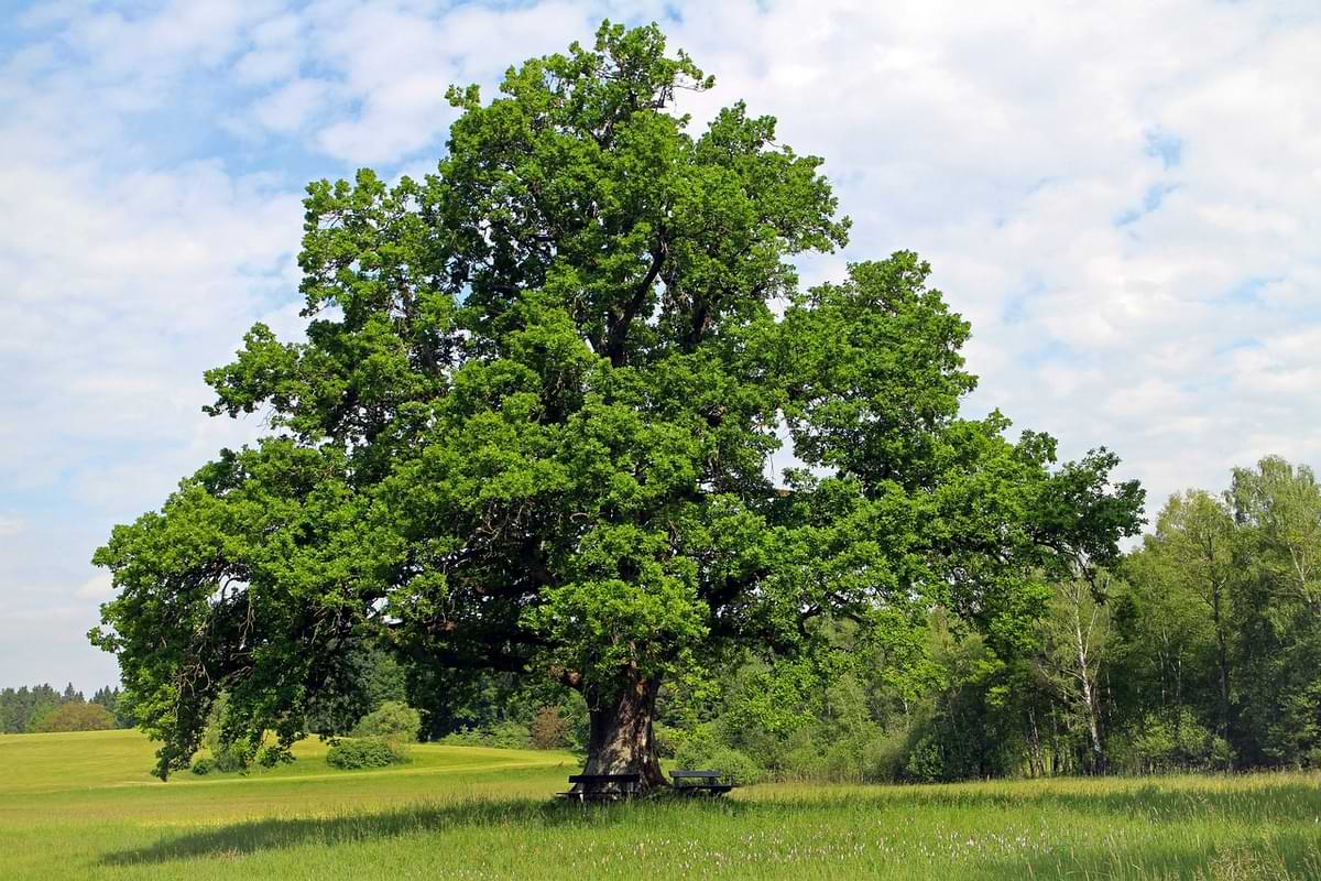 eiche baum im feld wiese mit bank.jpg