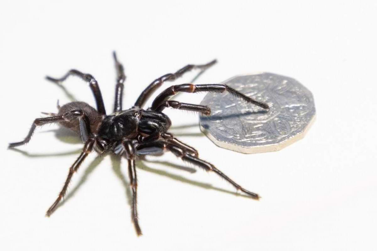 Eine australische Trichternetzspinne mit einer Geldmünze zum Vergleich.jpeg