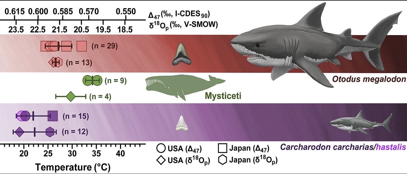 Endothermic physiology of extinct megatooth sharks.jpg
