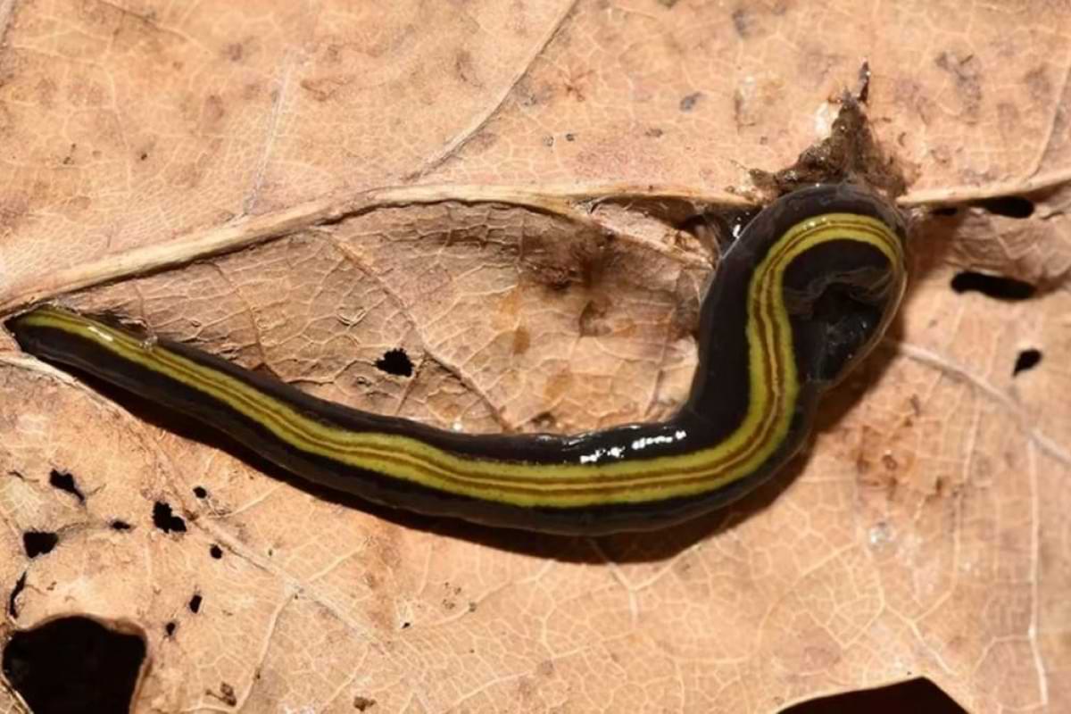 Fleischfressende Strudelwürmer breiten sich in Deutschland aus.jpeg