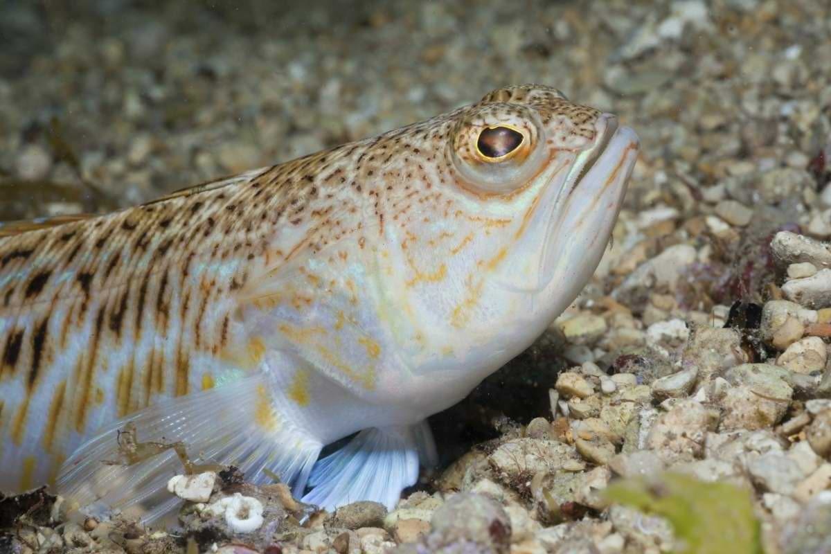 Giftiges Petermännchen Unsichtbare Gefahr in Nord und Ostsee.jpeg