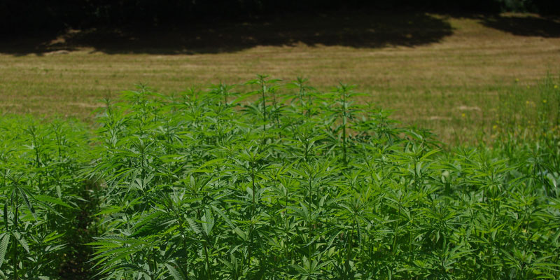 hanf-feld-cannabis-plantage.jpg