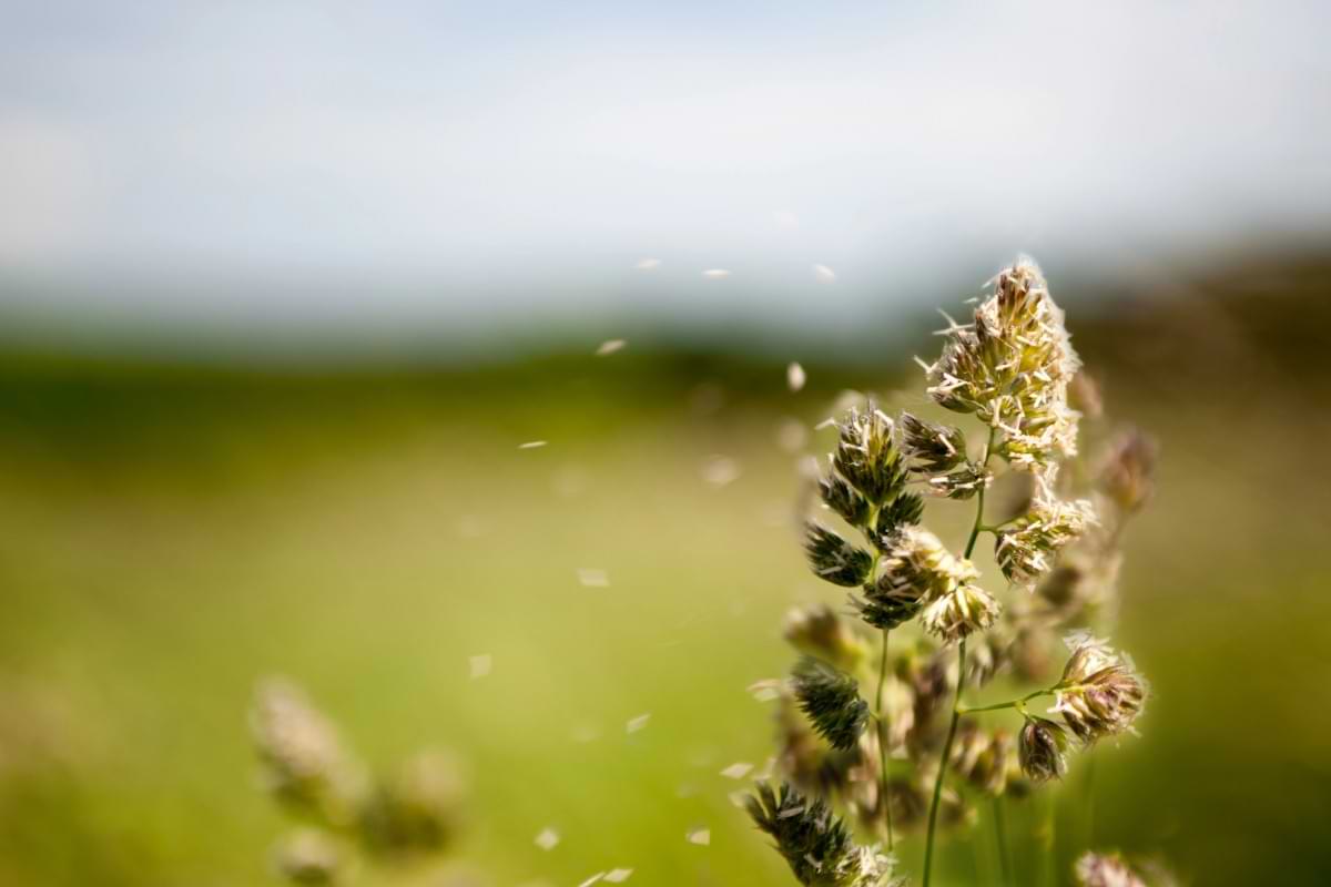 Hay fever breakthrough Molecular shield blocks allergy trigger at the site.jpg