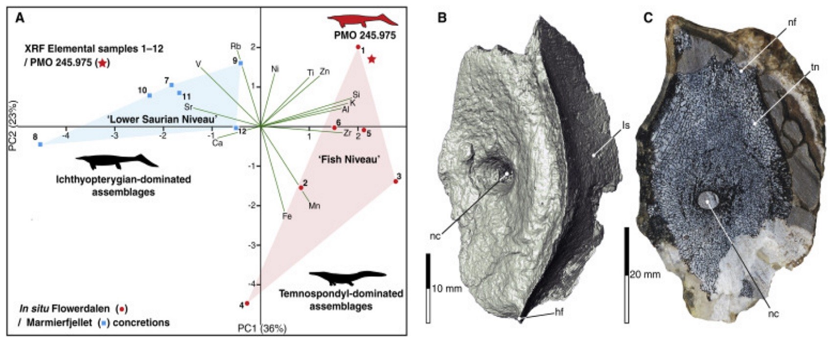 ichthyosaur-fossilien.jpg