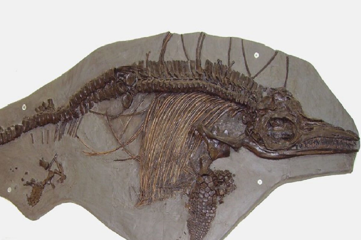 Ichthyosaurus-Fossil.jpg