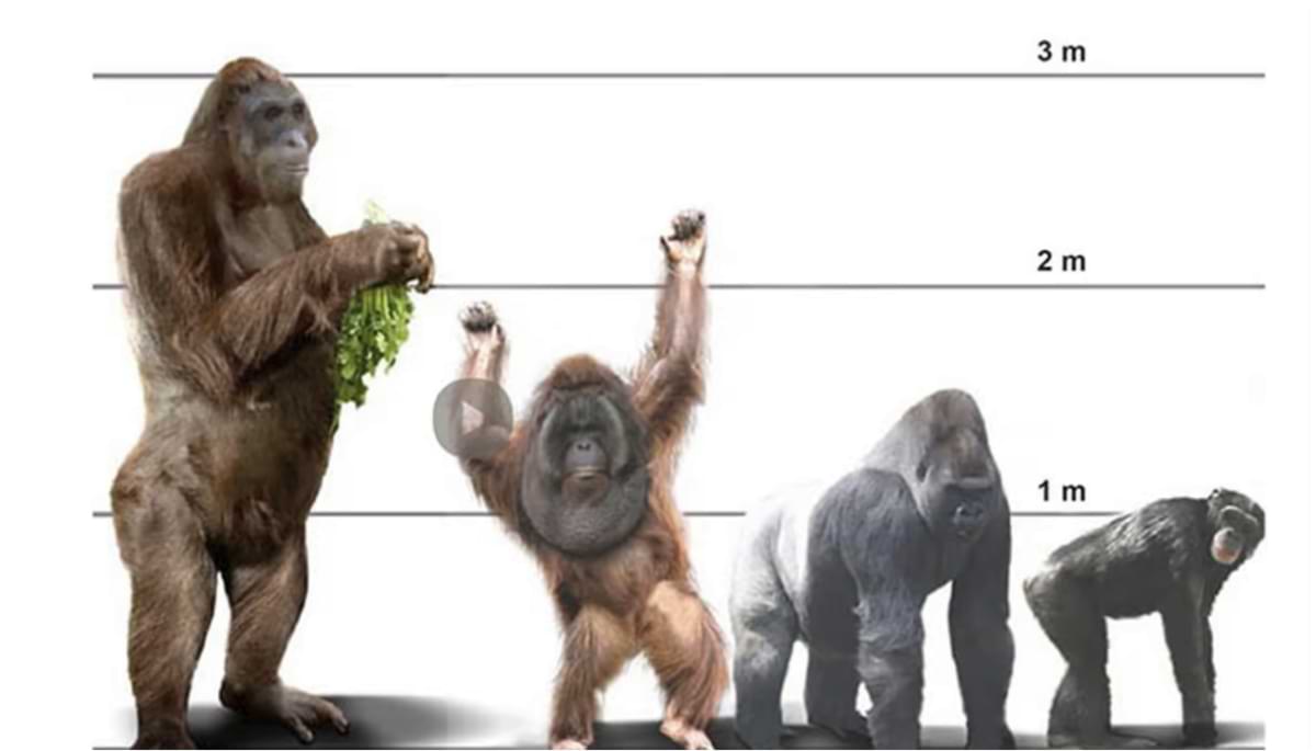 kingkong-riesenaffe-skala-vergleich-gorilla.jpg