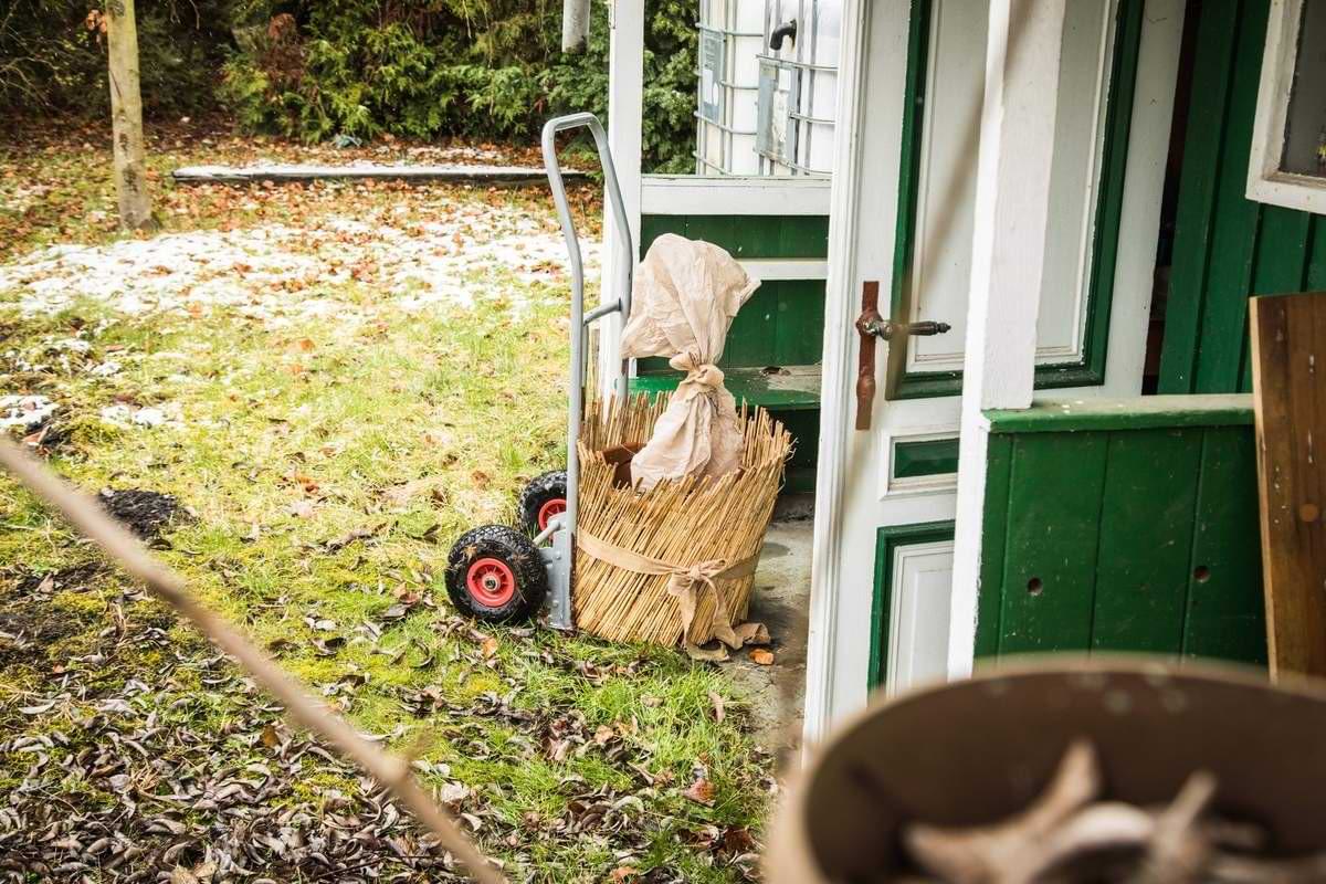 Kübelpflanzen im Winter So überstehen sie die kalte Jahreszeit.jpeg