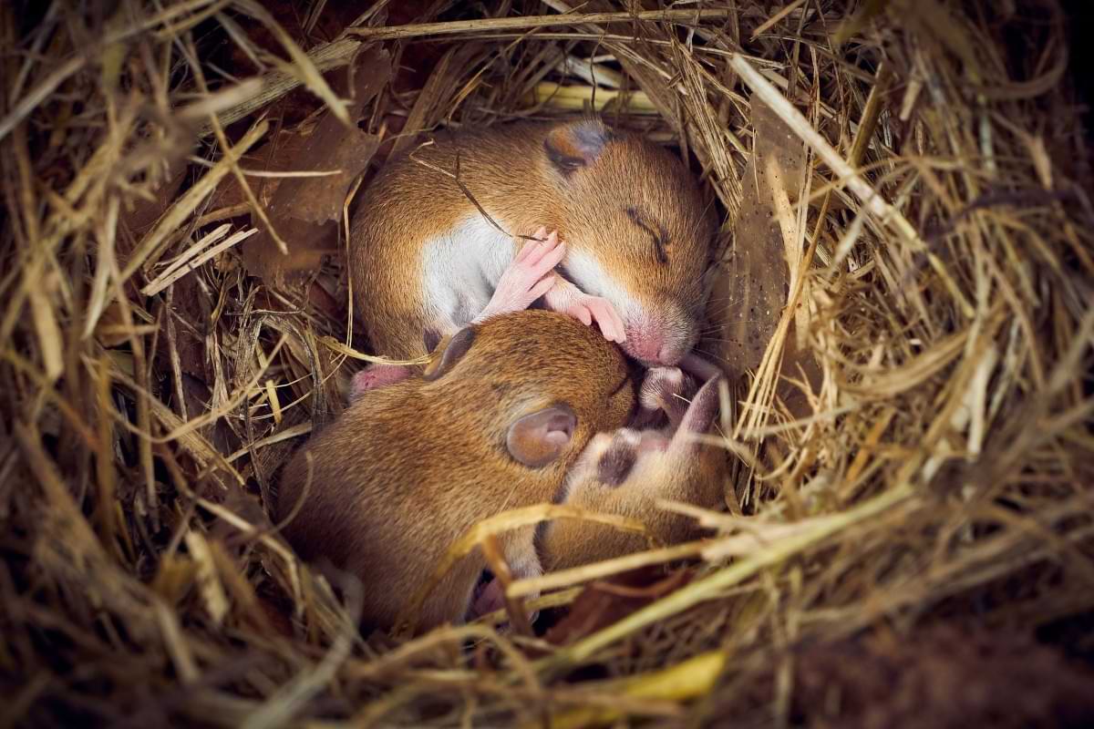 Lack of key mineral induces male mice to develop ovaries.jpg