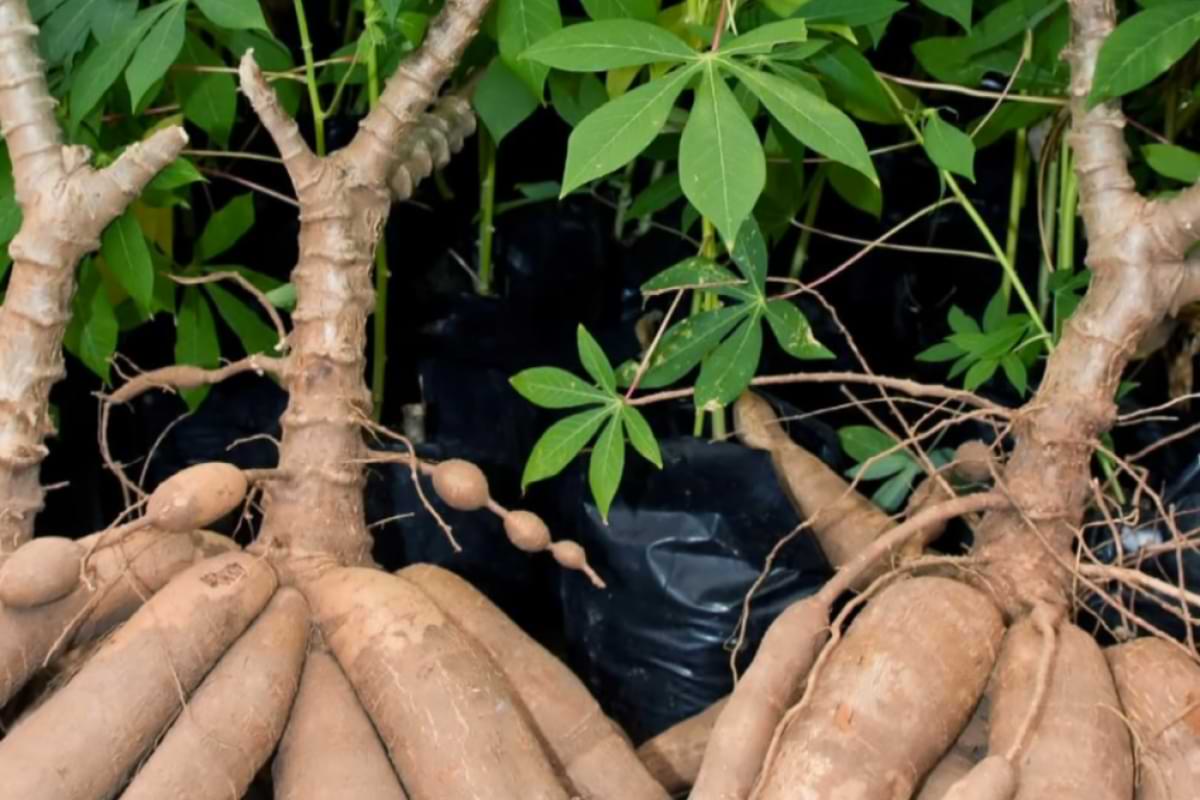 ManiokForschung an der FAU in Erlangen.png