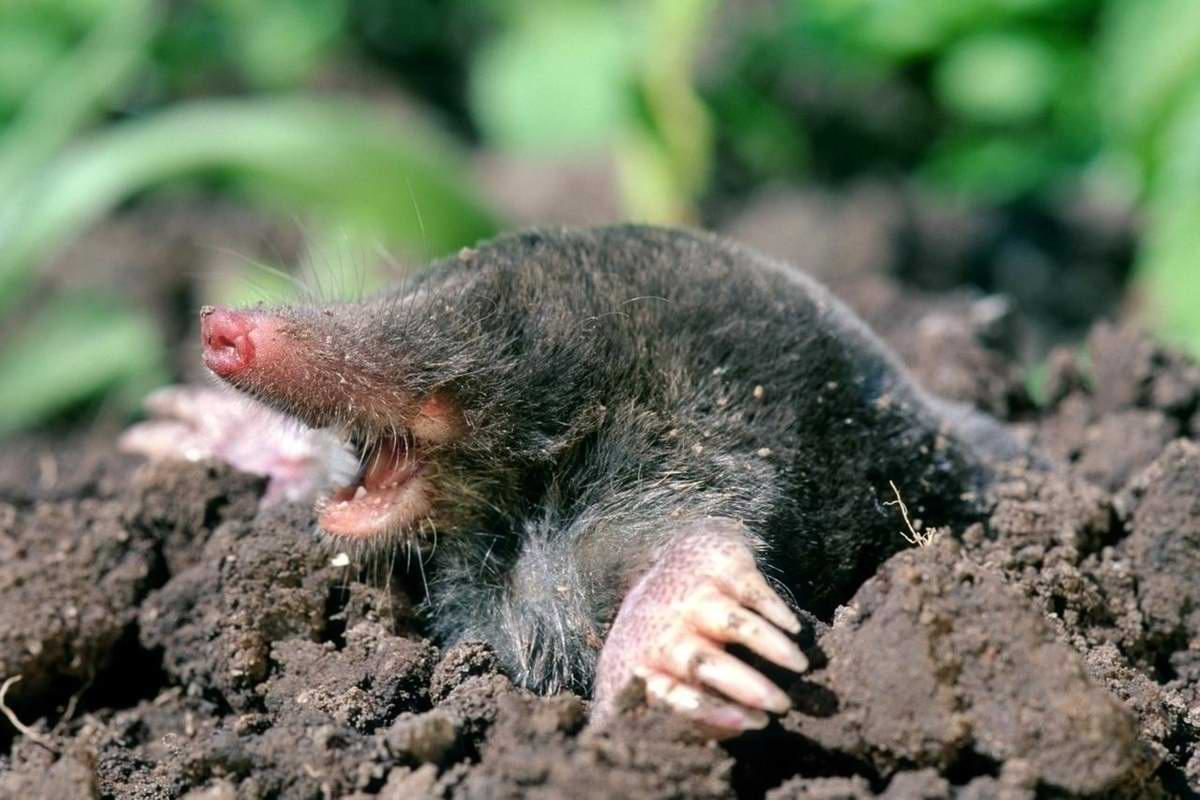 Maulwürfe im Garten Ärgernis oder nützlicher Helfer ab Minute 1103.jpeg