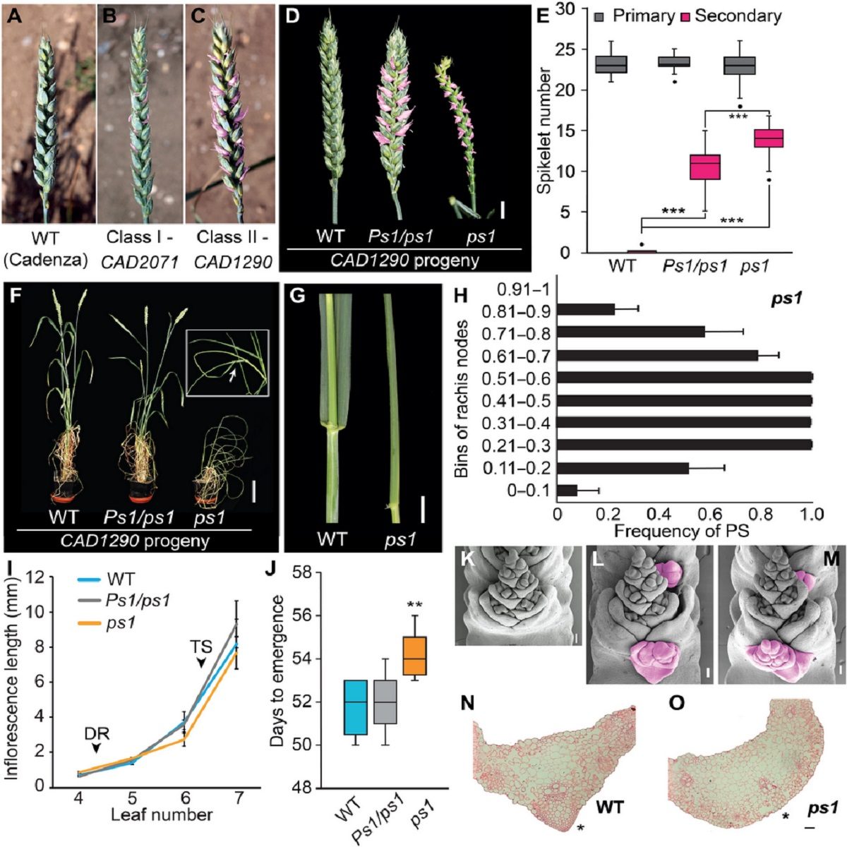 MicroRNA-resistant-modify-inflorescence-branching-increase-grain-protein-wheat.jpg