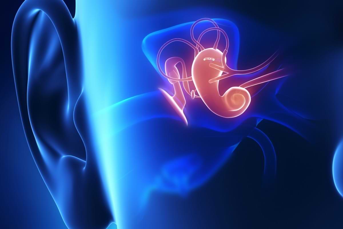 New tinnitus treatment emerges from blocking backchannels in the ear.jpg