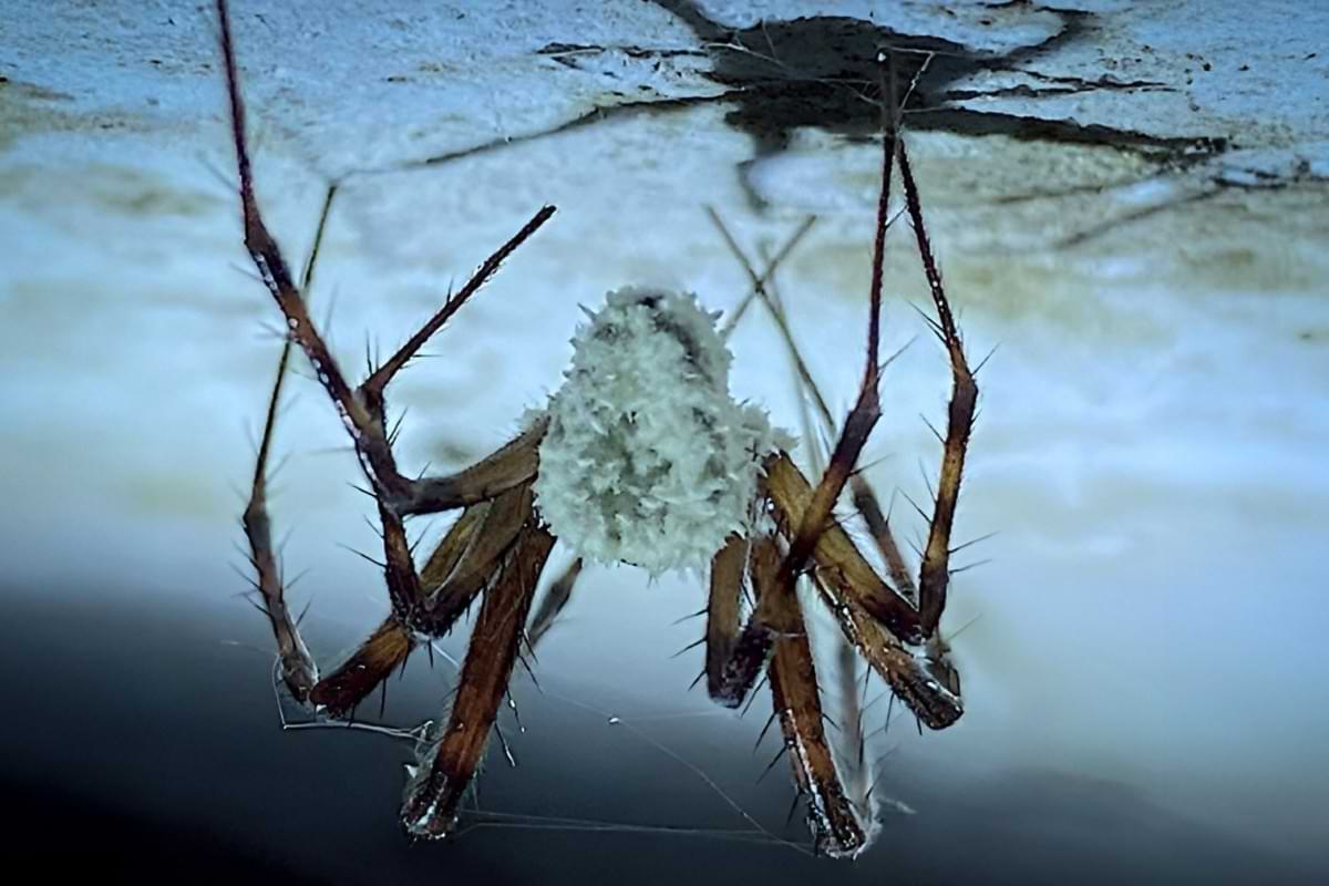 New zombie fungus infects and controls cave spiders.jpg