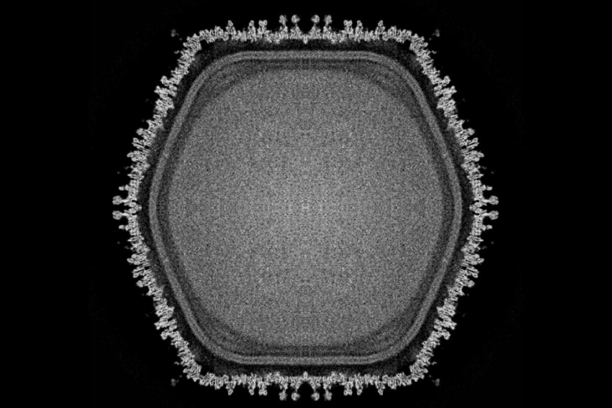 Newfound giant virus holds clues to how complex life evolved.png