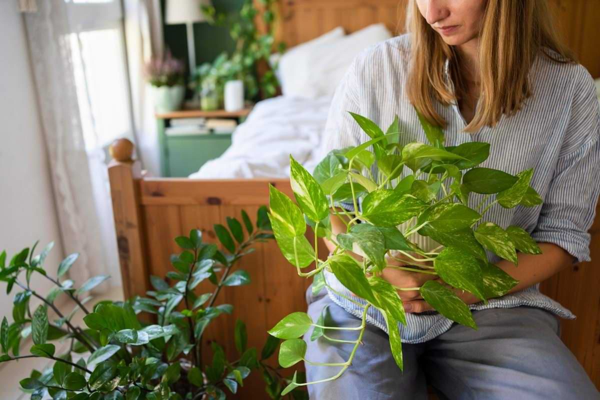 Pflanzen im Schlafzimmer für ein besseres Raumklima ab Minute 0340.jpeg