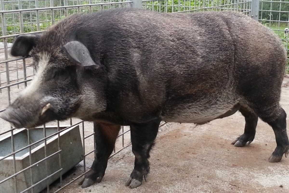 Pigboar hybrids in Fukushima evacuation zone rewrite wild genomes.jpg