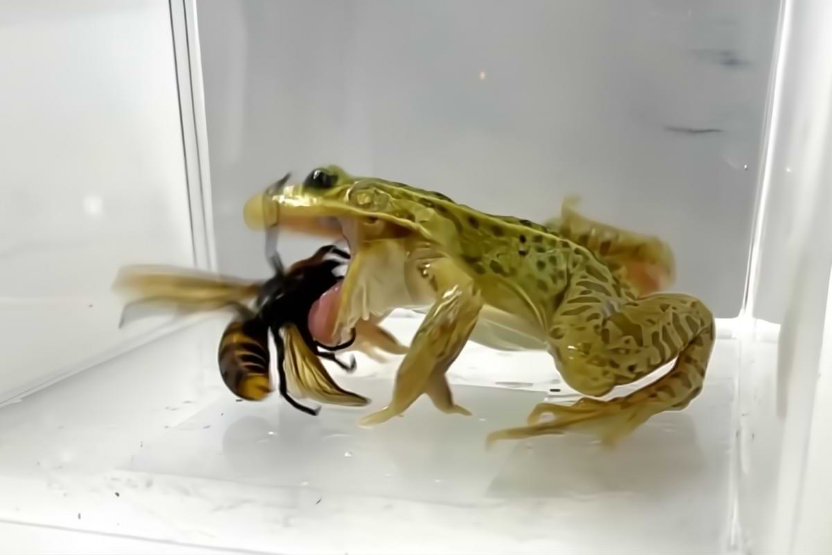 Pond frogs chow down on murder hornets like it aint no thing.jpg
