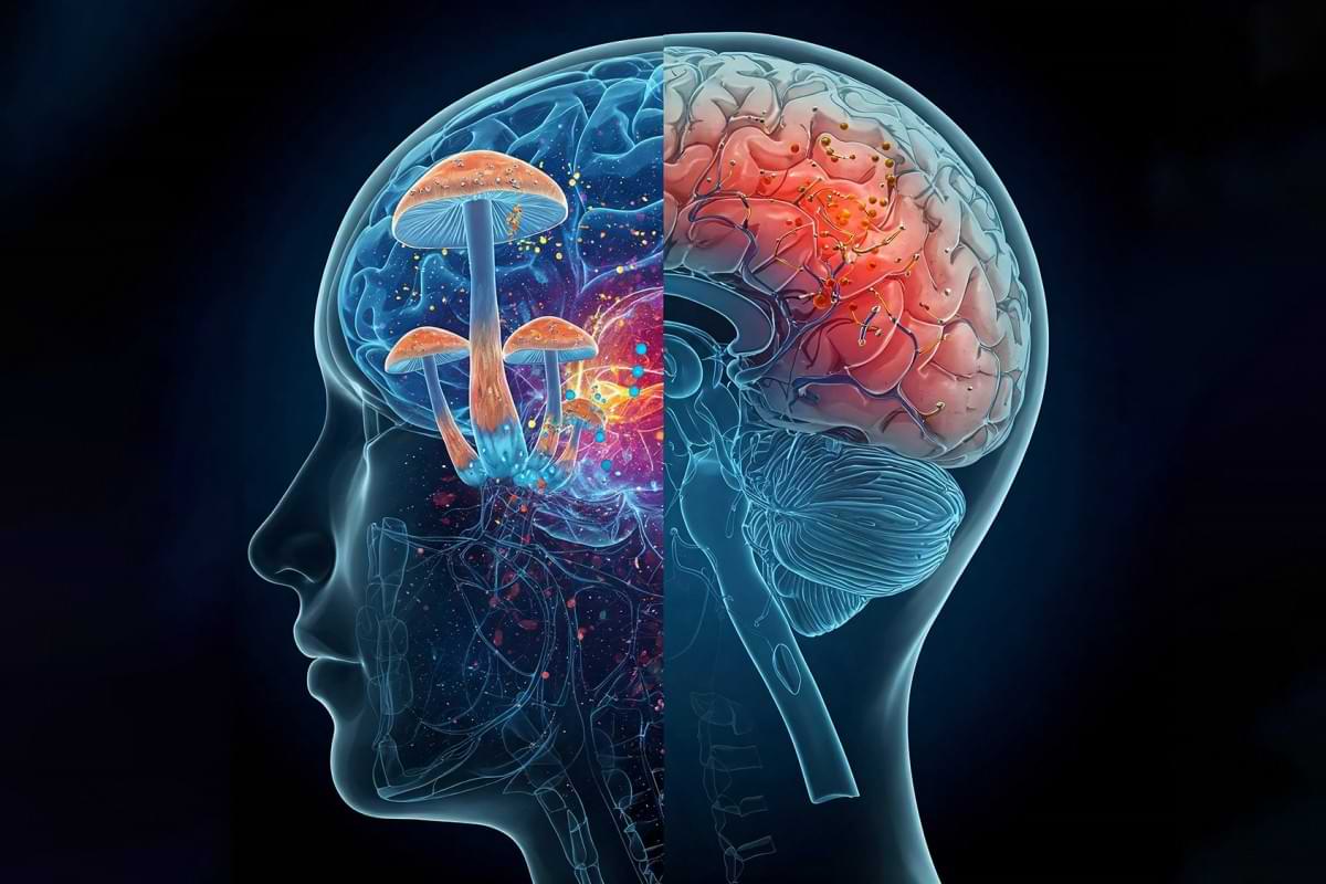 Psilocybin an effective treatment for repeated concussions study suggests.jpeg