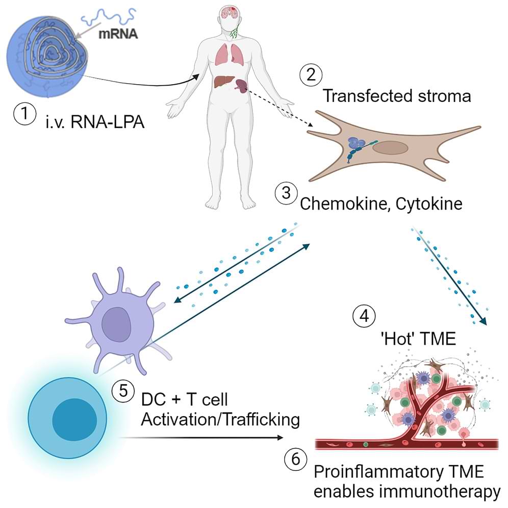 RNA-Krebsimpfung-funktion.jpg