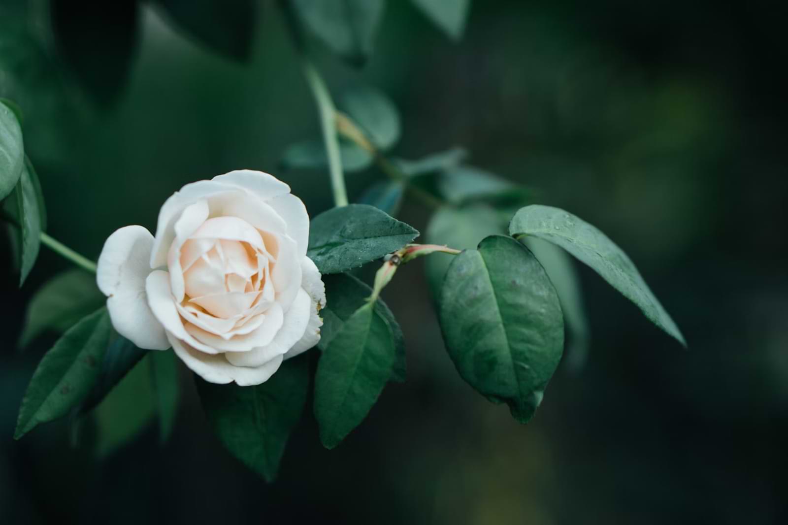 rose.jpg