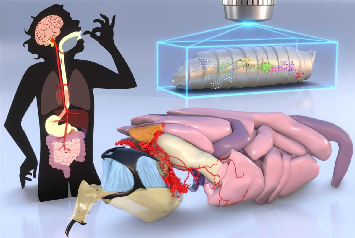 schaubild erbrechen regt das gehirn an mit glückshormon.jpg