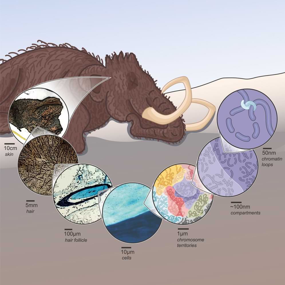 schaubild-mamuth-dna-genom-lupe.jpg