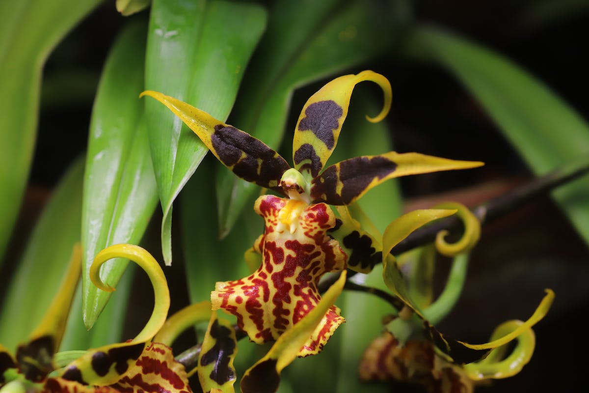 seltene-orchidee.jpg