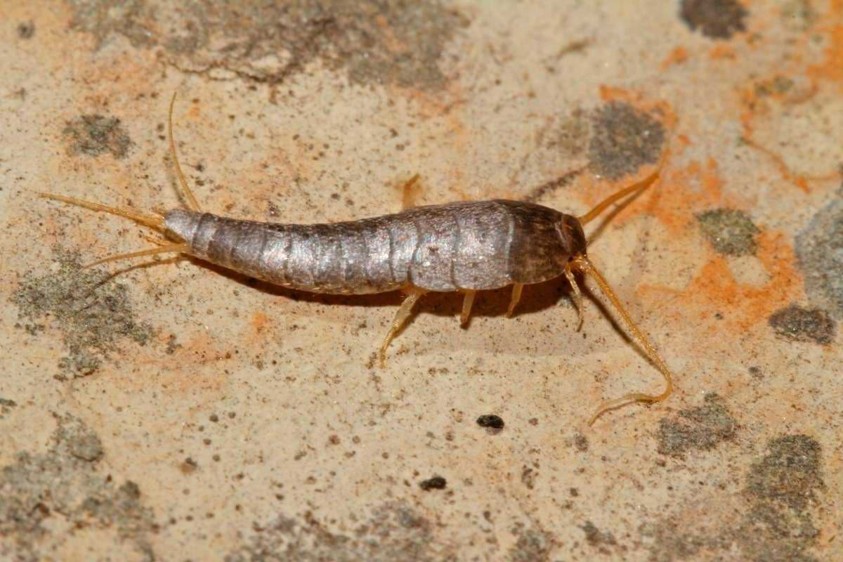 Silberfische fühlen sich besonders in Bad und Küche wohl.jpeg