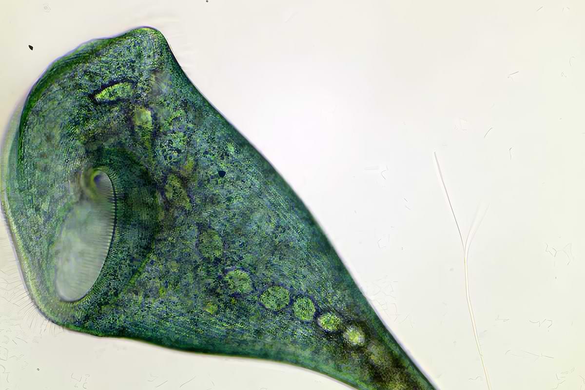 Singlecelled blob proves you dont need a brain to learn stuff.jpg