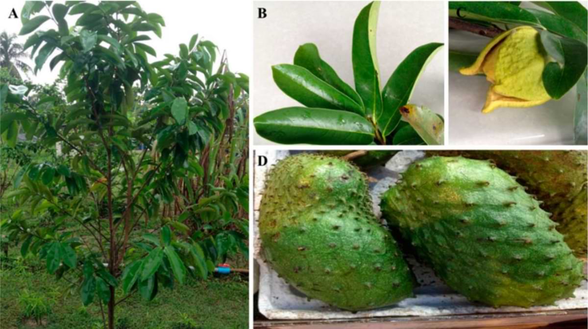 soursop pflanze und frucht.jpg