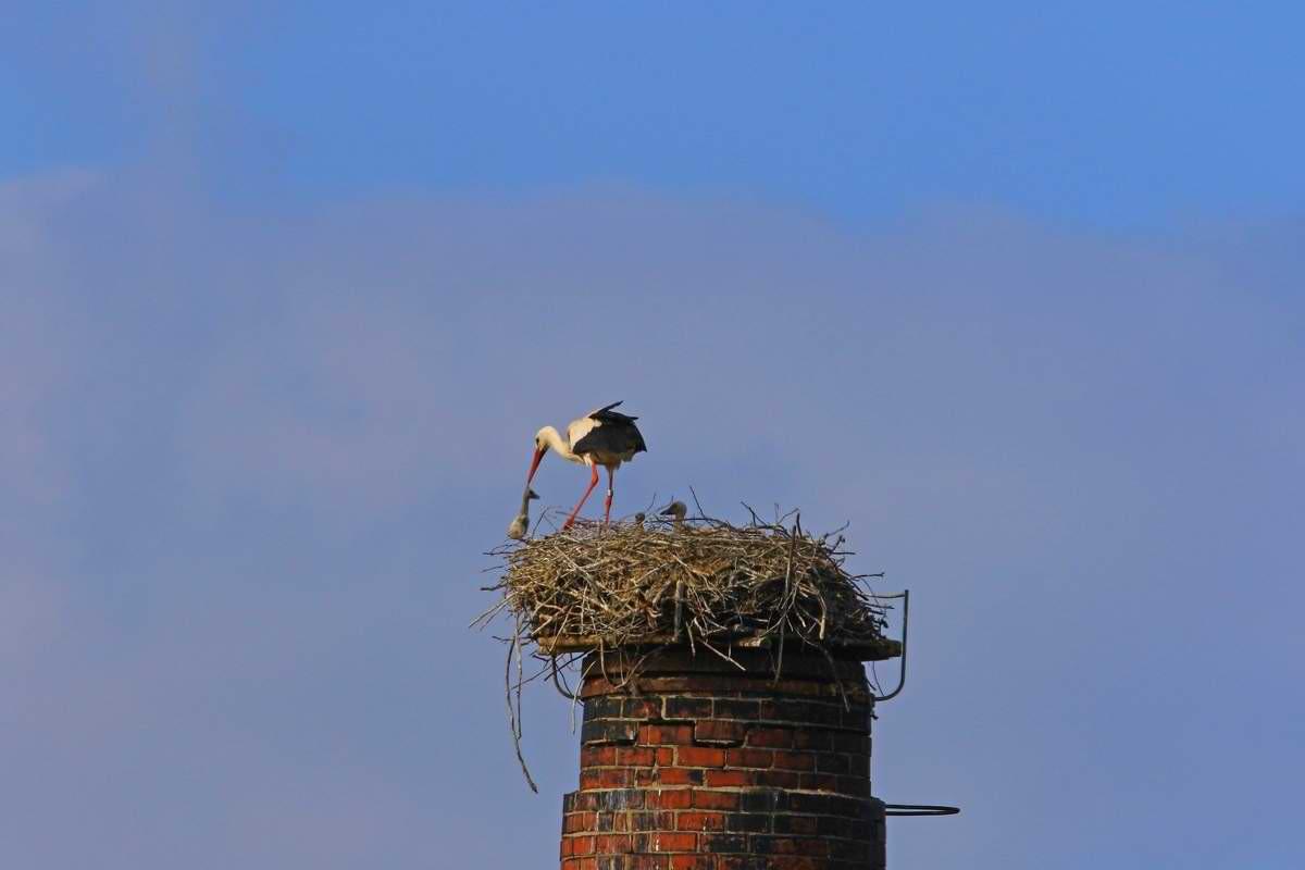 Storch wirft Jungvogel aus dem Horst.jpeg