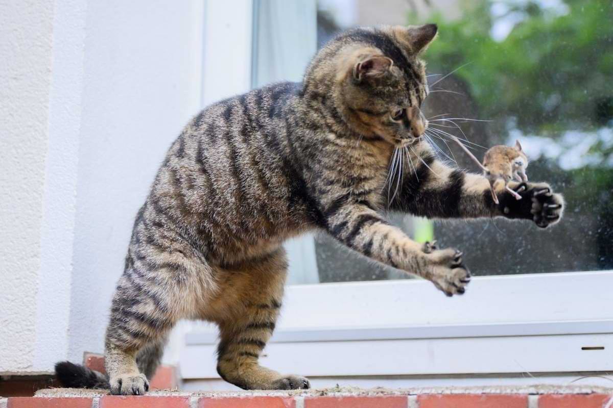 Symbolbild Eine Katze spielt mit einer zuvor gefangenen Maus Feldspitzmäuse sind das bisher ein.jpeg