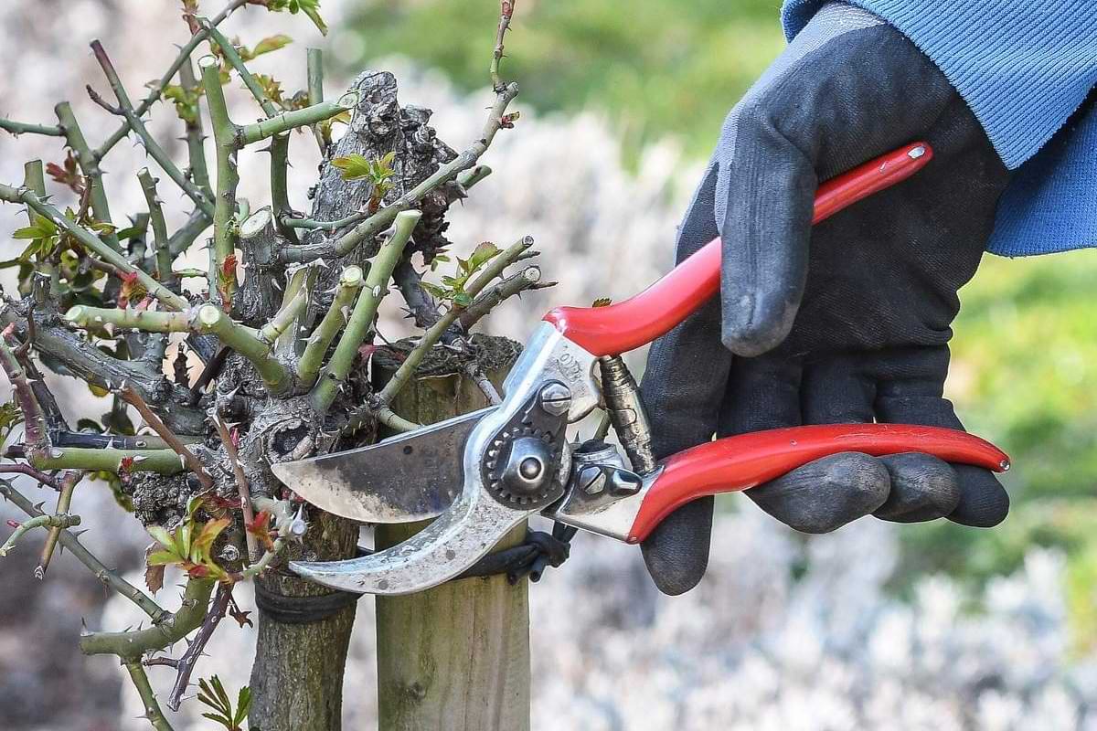 Symbolbild Frühjahrsputz im Garten Rosen und Rhododendren richtig zurückschneiden.jpeg