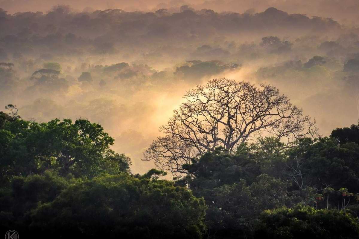 Symbolbild Hohe Temperaturen setzen Insekten in den Tropen unter Hitzedruck Der Klimawandel bed.jpeg