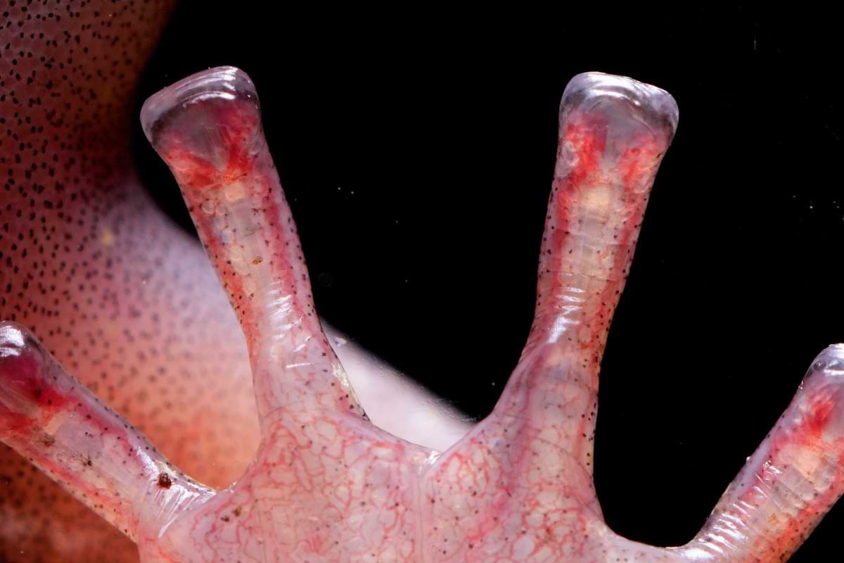 Take a back seat gecko feet bloodpumping salamander toes get a great grip.jpeg