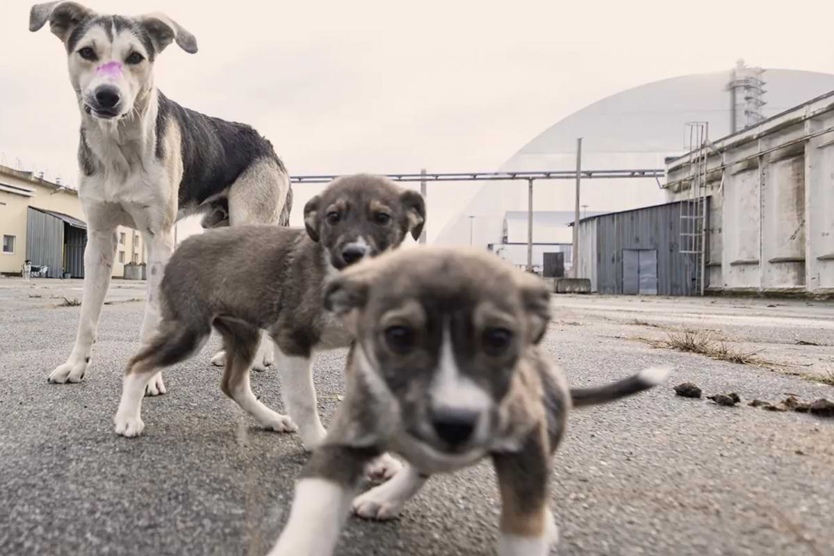The blue dogs of Chornobyl reveal a stranger richer world than imagined.png