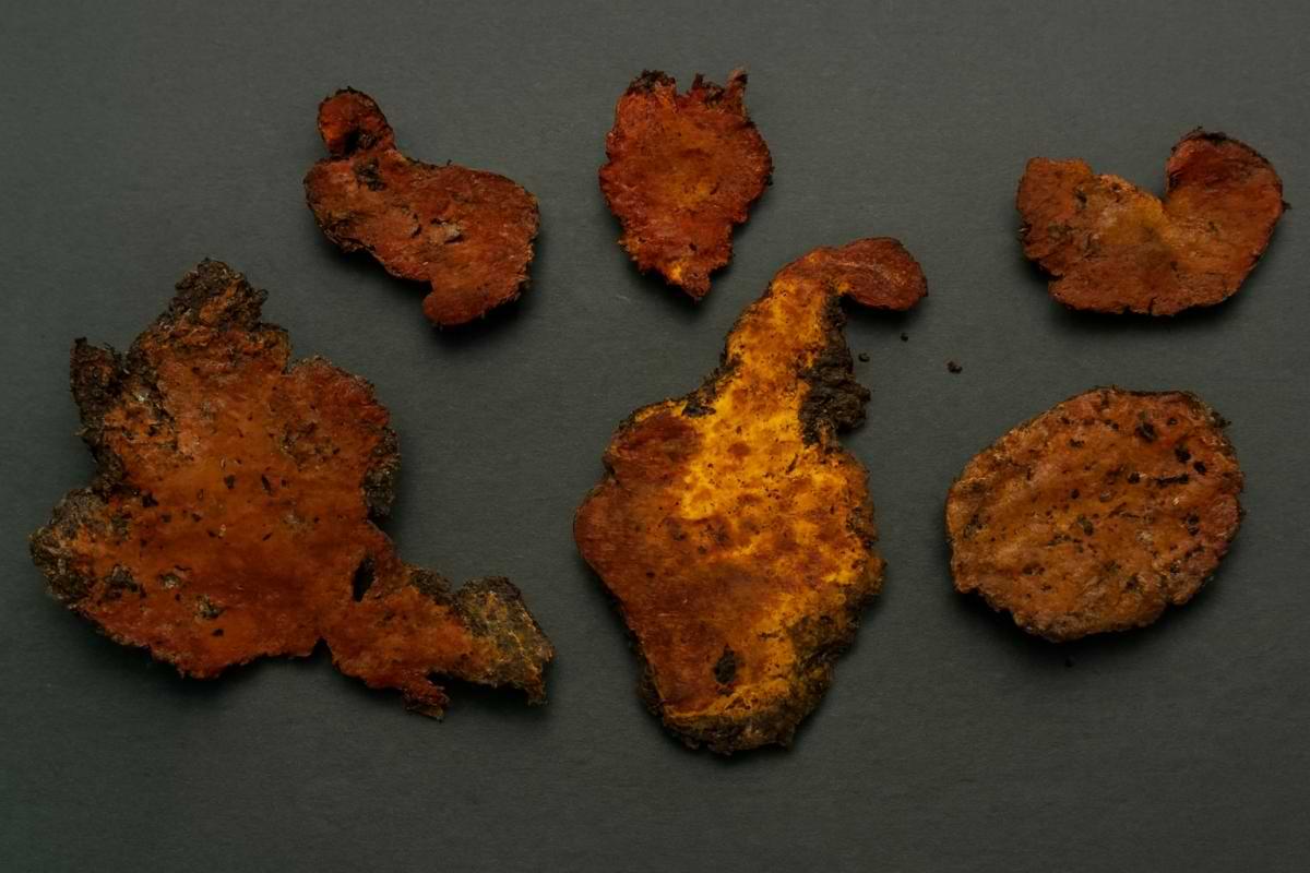 Treasured forest fungus fights inflammation and stifles cancer cells.png