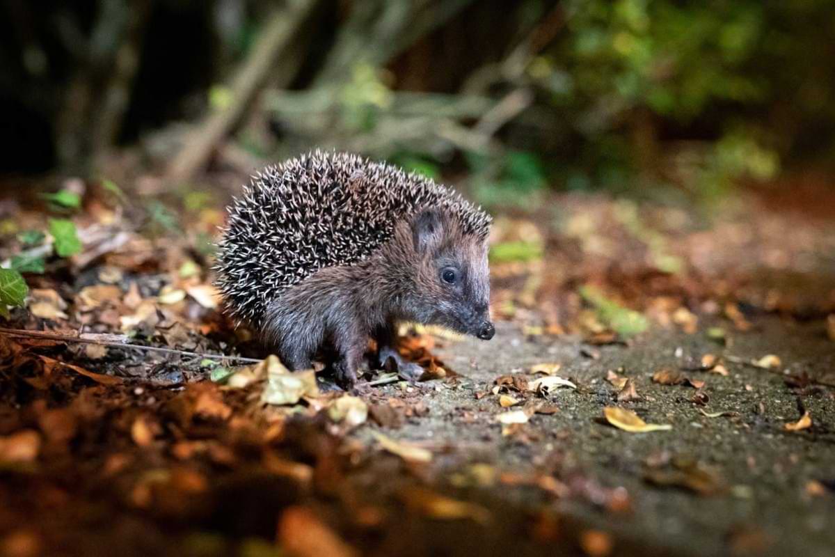 Überwintern Wann Igel Ihre Hilfe brauchen.jpeg