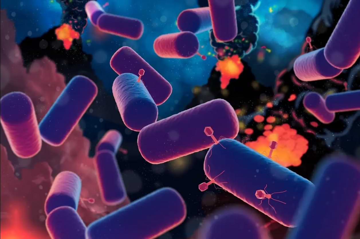 Virus auf Bakterien.jpg