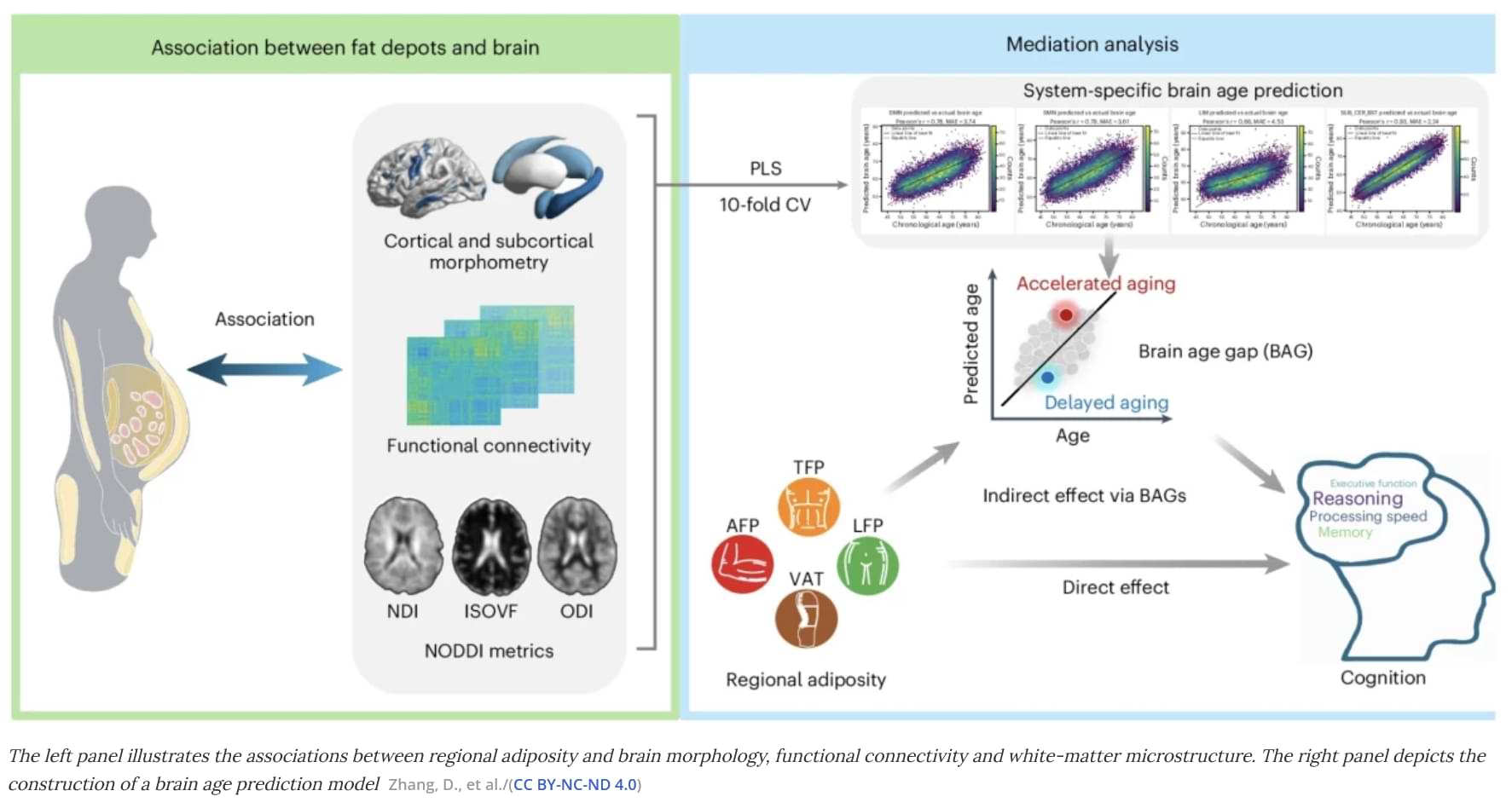 Visceral fat impacts brain health more than BMI.jpg