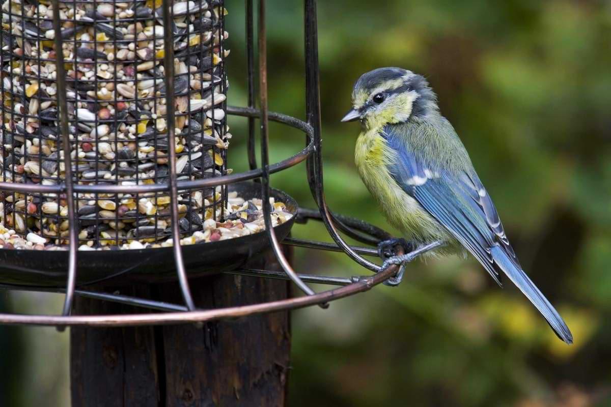 Vogelfütterung im Sommer Vorteile Gefahren und Tipps zur Umsetzung.jpeg